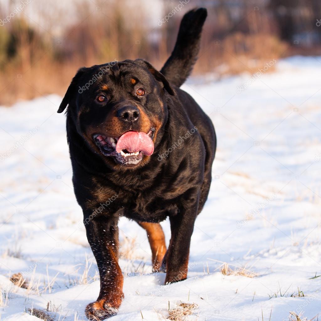 Can Rottweilers Stay Outside In The Winter