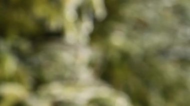 Kışın ağaçlar taşıma