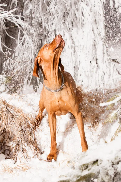 Венгерская собака — стоковое фото