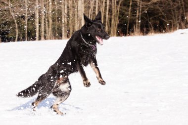 Kış siyah Alman çoban