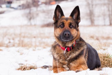Kışın Alman çoban köpeği