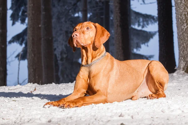 Cão de caça húngaro — Fotografia de Stock