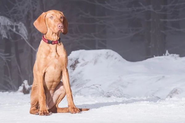 Ungerska hund hund — Stockfoto