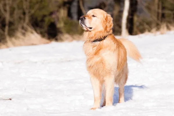 Golden retriever no inverno — Fotografia de Stock