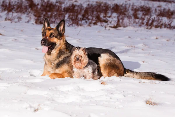 Owczarek niemiecki z yorkshire terrier — Zdjęcie stockowe