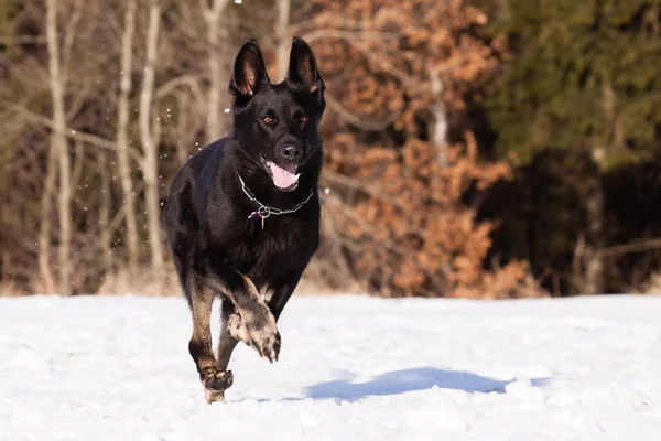 Schwarzer Schäferhund im Winter — Stockfoto