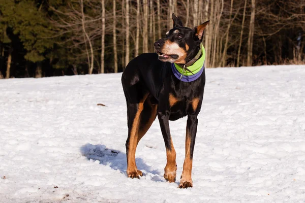 Doberman zimą — Zdjęcie stockowe