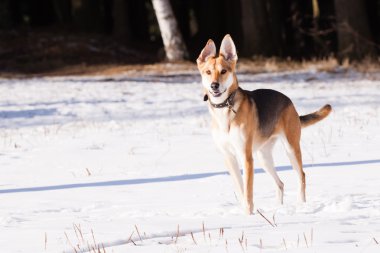 tazı ve Alman çoban köpeği