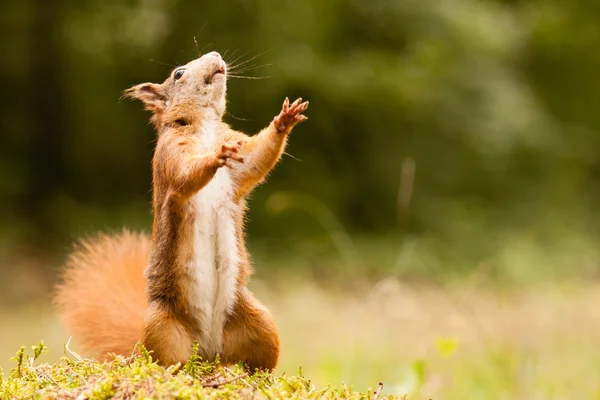 Standing ginger squirrel — Stock Photo, Image