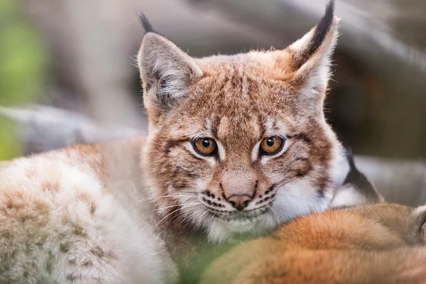 Lynx mögött az ágak — Stock Fotó