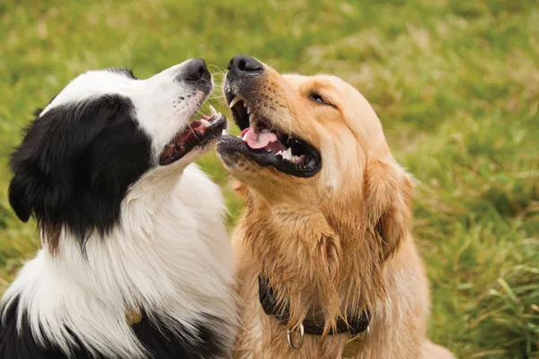 边境牧羊犬的金毛寻回犬爱上 — 图库照片