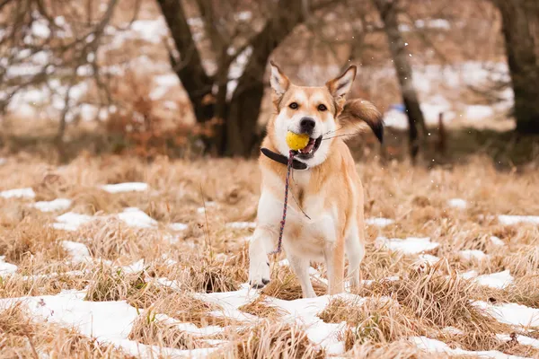labrador ve Alman çoban köpeği