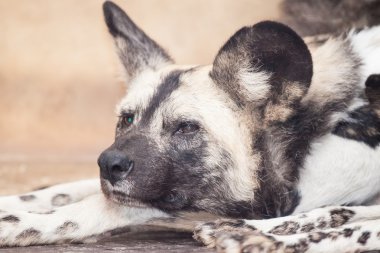 Afrika vahşi köpeği