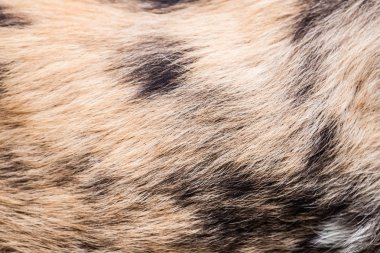 Afrika yaban köpeği desen