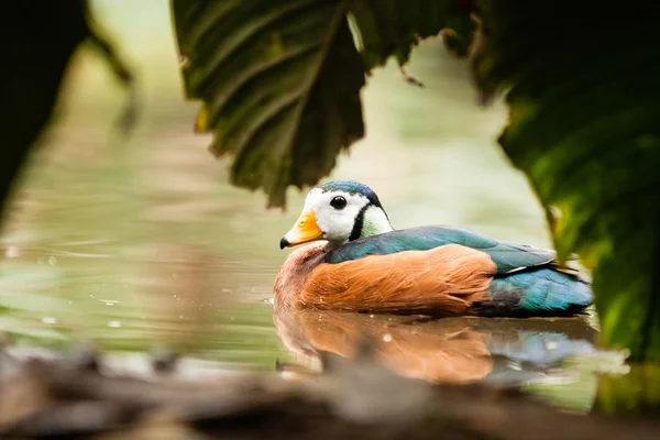 Oie pygmée d'Afrique (Nettapus auritus) ) — Photo