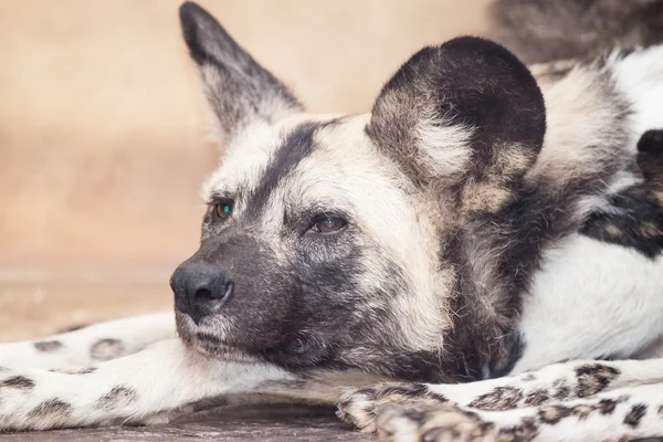 Afrika vahşi köpeği