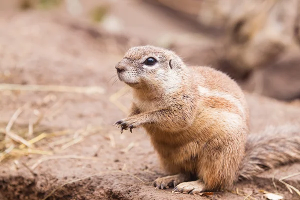 Cape Squirrel — Stock Photo, Image