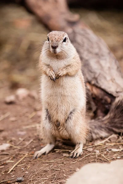 Kaphörnchen — Stockfoto