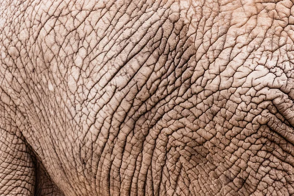 Elephant pattern — Stock Photo, Image