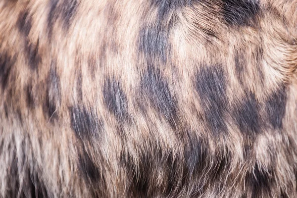 Hyena pattern — Stock Photo, Image