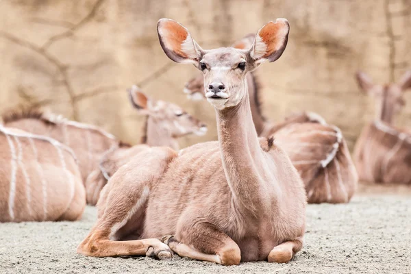 Mindre kudu — Stockfoto
