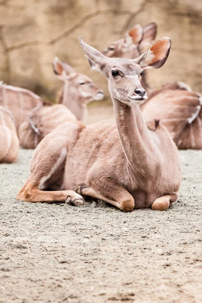 Lesser kudu — Stock Photo, Image