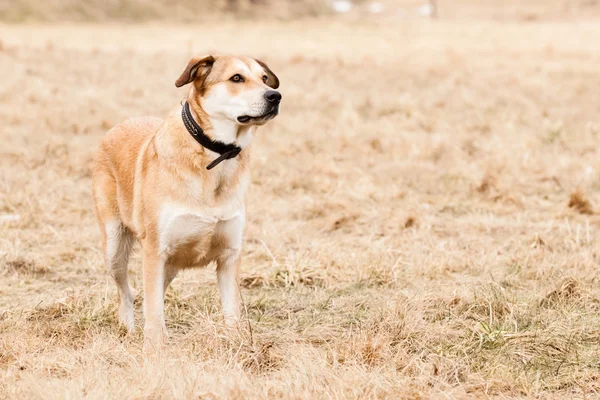 Labrador ve Alman çoban köpeği — Stok fotoğraf