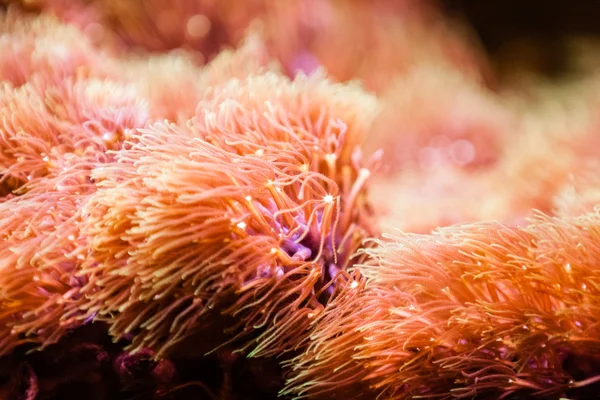 Plantas de acuario naranja — Foto de Stock