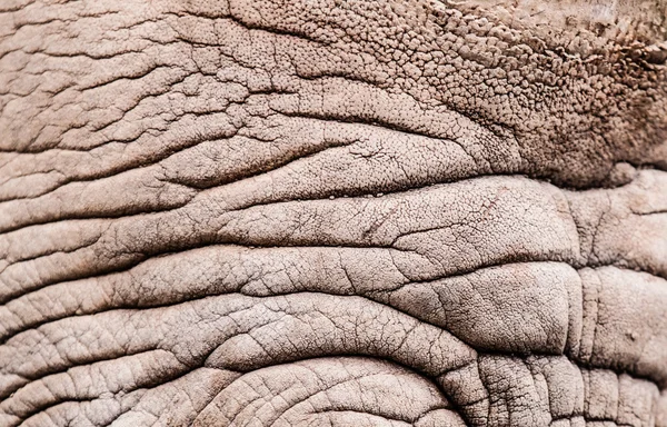 Padrão de rinoceronte — Fotografia de Stock