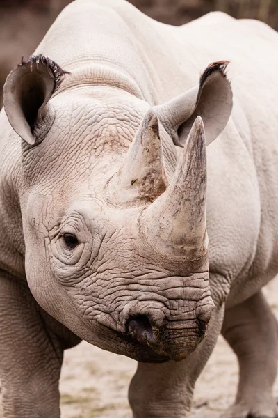 Nashorn-Porträt — Stockfoto