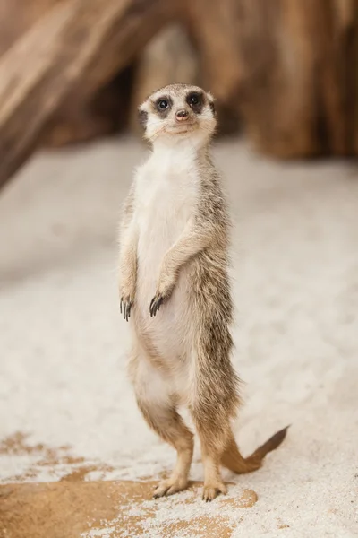ayakta meerkat