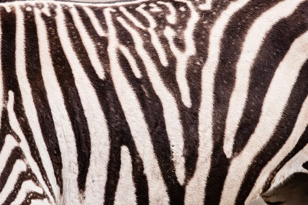 Padrão de zebra — Fotografia de Stock