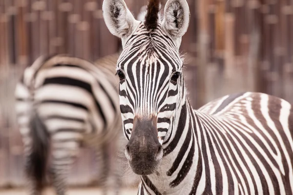 Zebra portret — Stockfoto