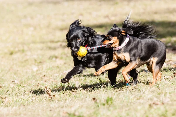 德国 pischer 与英国可卡犬与德国的斯皮茨狗的狗 — 图库照片