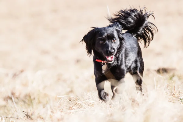 3D galna leende enögd lila monster med stängd vågiga mun isolerad på vit bakgrund