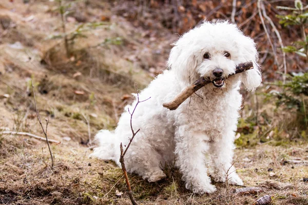 Vit puli — Stockfoto