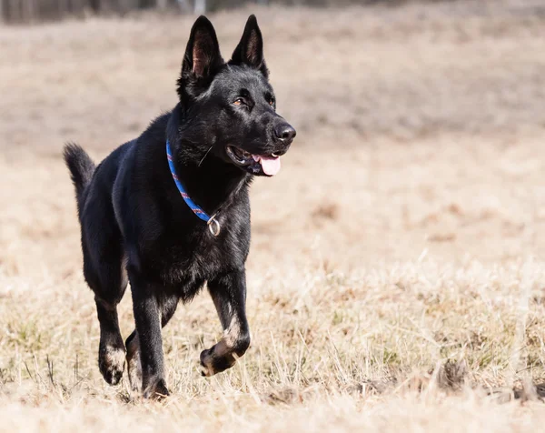 Schwarzer Schäferhund — Stockfoto