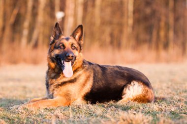 Alman çoban köpeği.