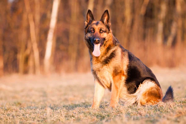 Cão pastor alemão — Fotografia de Stock