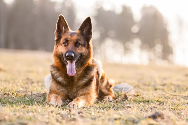 Cão pastor alemão — Fotografia de Stock