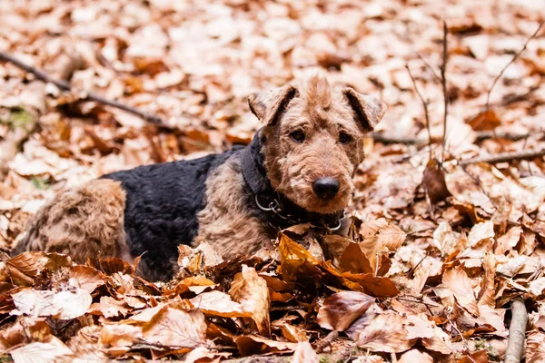 Welsh korkunç — Stok fotoğraf