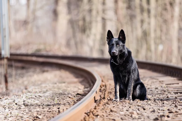 Black German shepherd — Stock Photo, Image