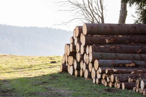 Logs em campo — Fotografia de Stock