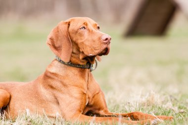 Macar av köpeği