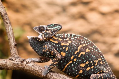 örtülü bukalemun kertenkele