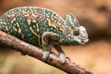 örtülü bukalemun kertenkele