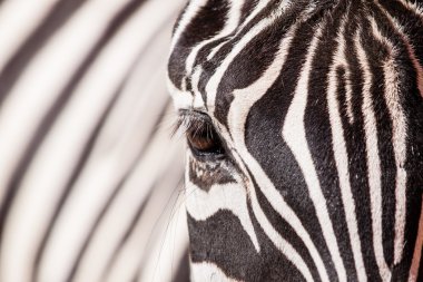 Zebra portre