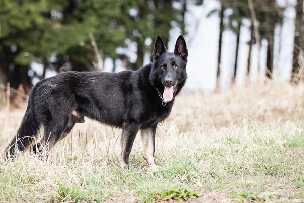 Black German Shepherd — Stock Photo, Image