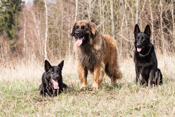 Leonberger 与黑色的德国牧羊犬 — 图库照片