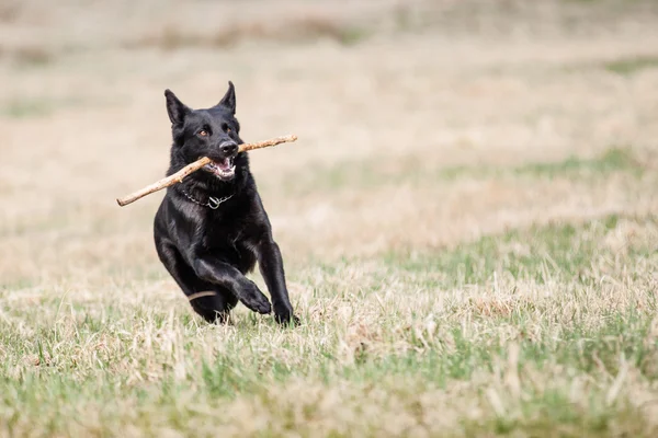 黑德国牧羊犬 — 图库照片